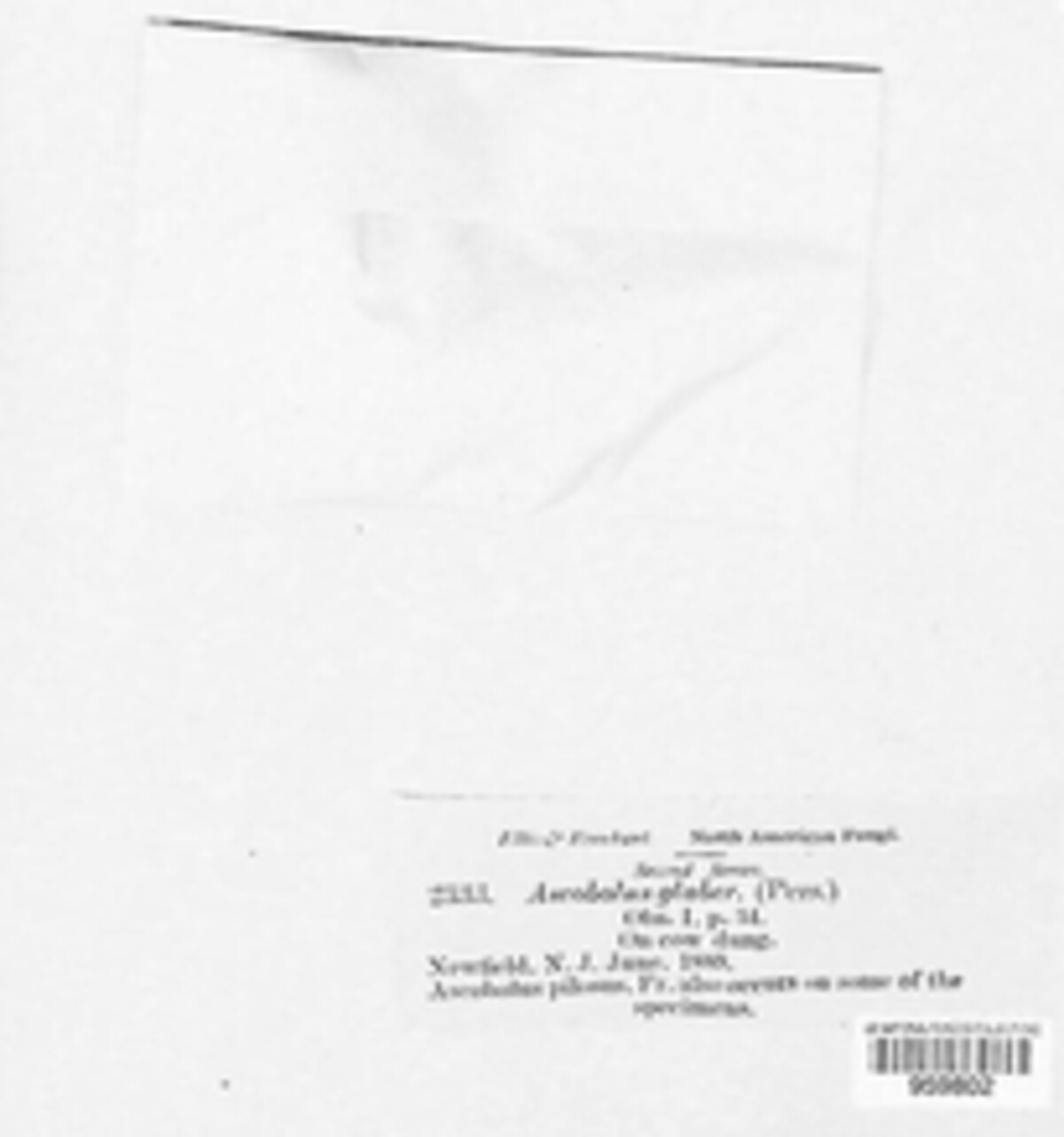 Saccobolus glaber image
